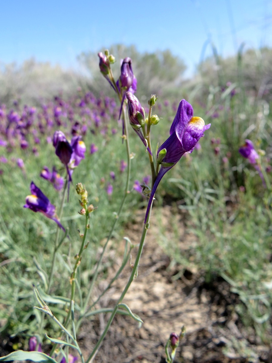 Image of Linaria transiliensis specimen.