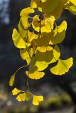 Ginkgo biloba. Верхушка ветви с листьями в осенней окраске. Израиль, г. Иерусалим, ботанический сад университета. 30.11.2022.