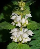 Lamium album