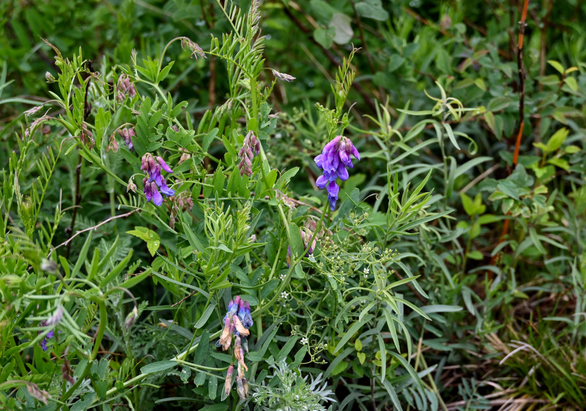 Image of Vicia nervata specimen.