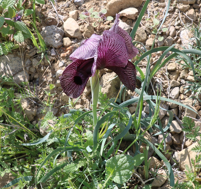 Изображение особи Iris lycotis.