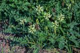 Astragalus schelichowii. Верхушки побегов с соцветиями и незрелым соплодием. Красноярский край, Туруханский р-н, г. Игарка, у дороги. 21.07.2023.