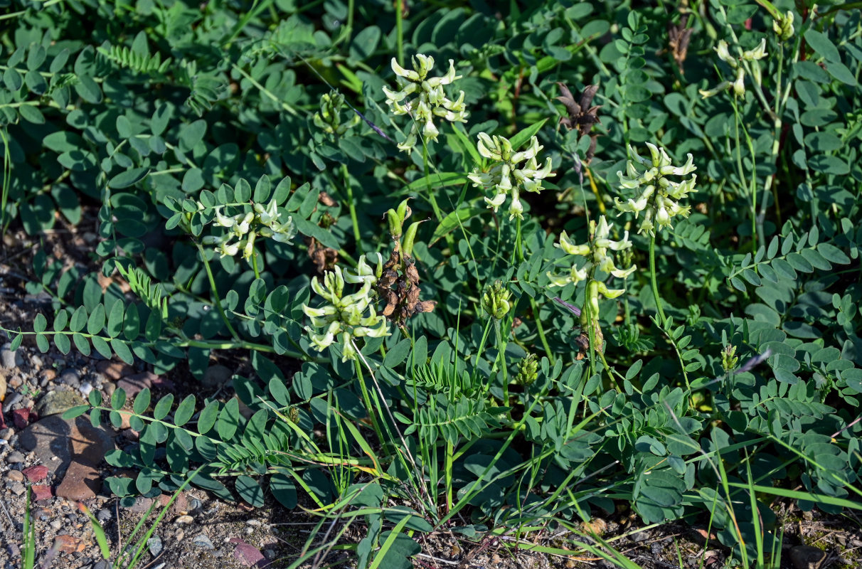 Image of Astragalus schelichowii specimen.