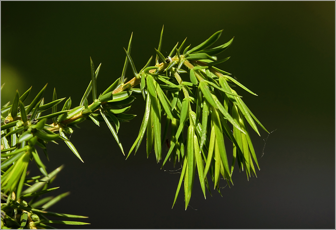 Изображение особи Juniperus communis.