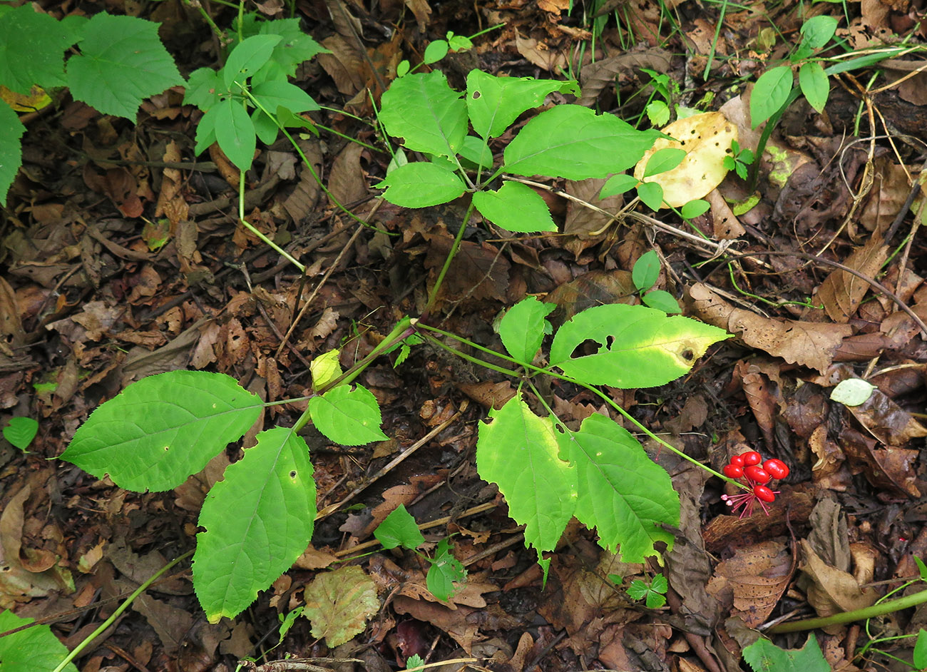 Image of Panax ginseng specimen.