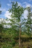 Betula pubescens. Вегетирующее растение в сообществе с Larix и Ledum. Красноярский край, Таймырский Долгано-Ненецкий р-н, плато Путорана, долина р. Иркингда, опушка смешанного леса. 24.07.2023.