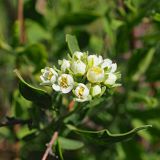 Spiraea crenata. Соцветие с раскрывающимися цветками. Ульяновская обл. Мелекесский р-н, верховье сезонной реки Сухой Авраль, остепнённый луг с участками засоления. 13.05.2023.