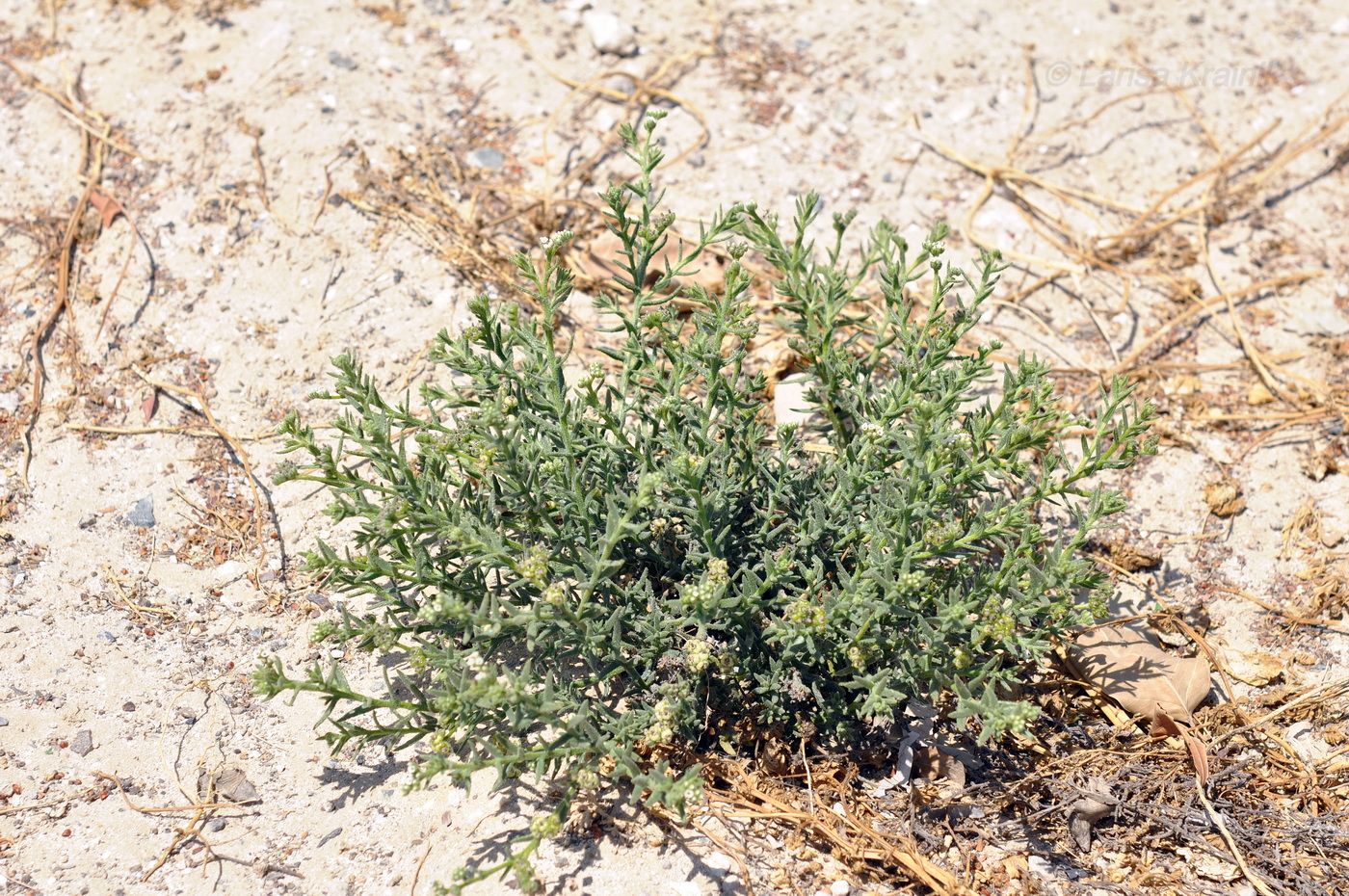 Image of Heliotropium bacciferum specimen.