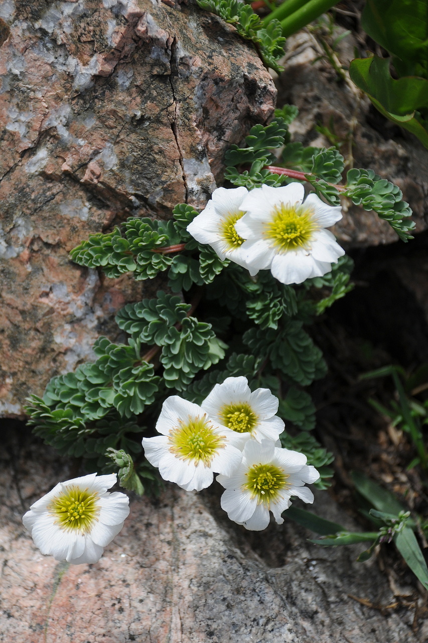 Image of Callianthemum alatavicum specimen.