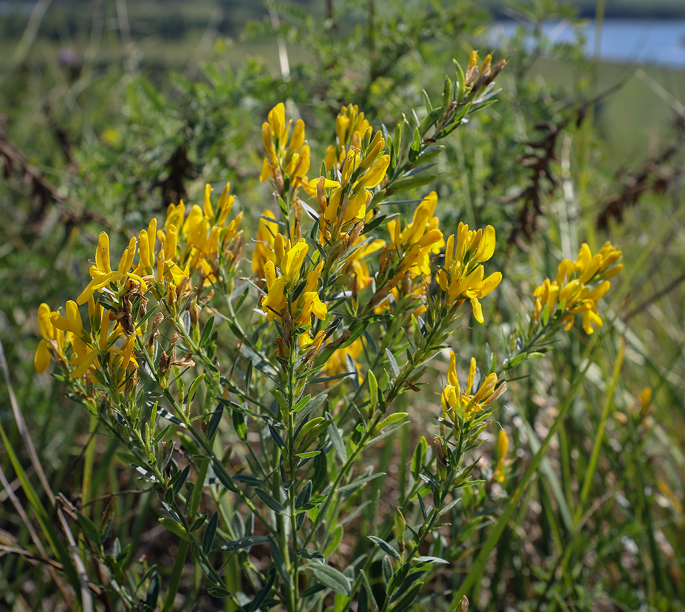 Изображение особи Genista tinctoria.