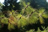 Pinus montezumae. Ветвь. Италия, обл. Лацио, г. Рим, Ботанический сад, в культуре. 9 июня 2017 г.