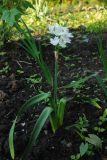 Смотреть изображение род Narcissus