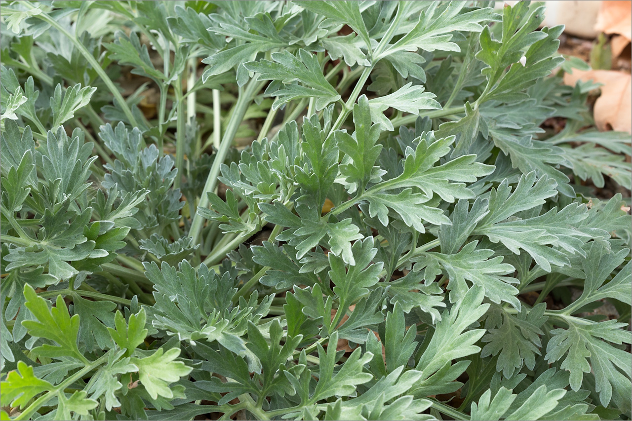 Изображение особи Artemisia absinthium.