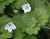 Veronica cymbalaria