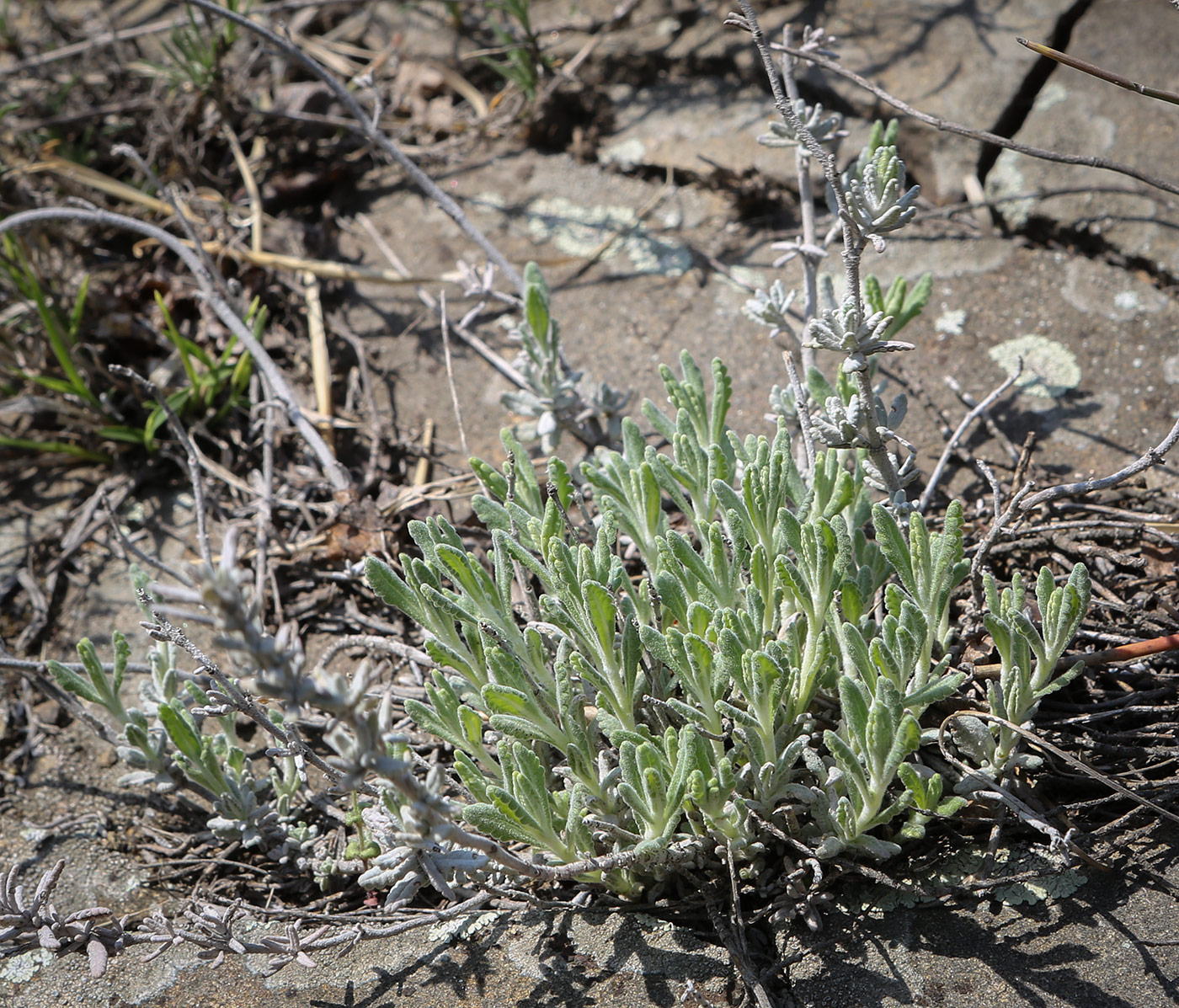 Изображение особи Teucrium capitatum.