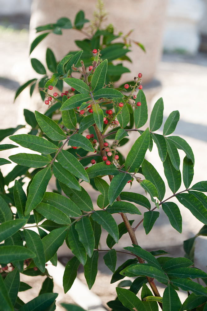 Изображение особи Schinus terebinthifolia.