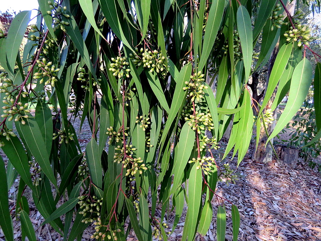 Image of Corymbia maculata specimen.