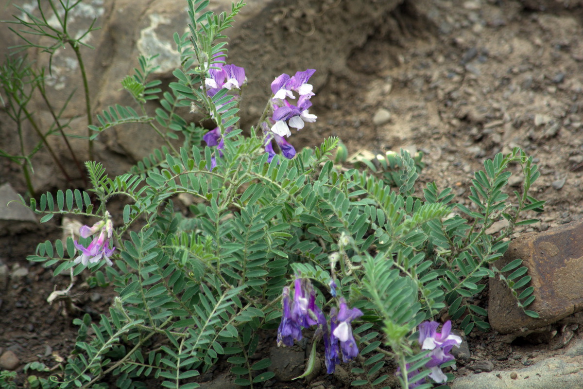 Изображение особи Vicia sosnowskyi.