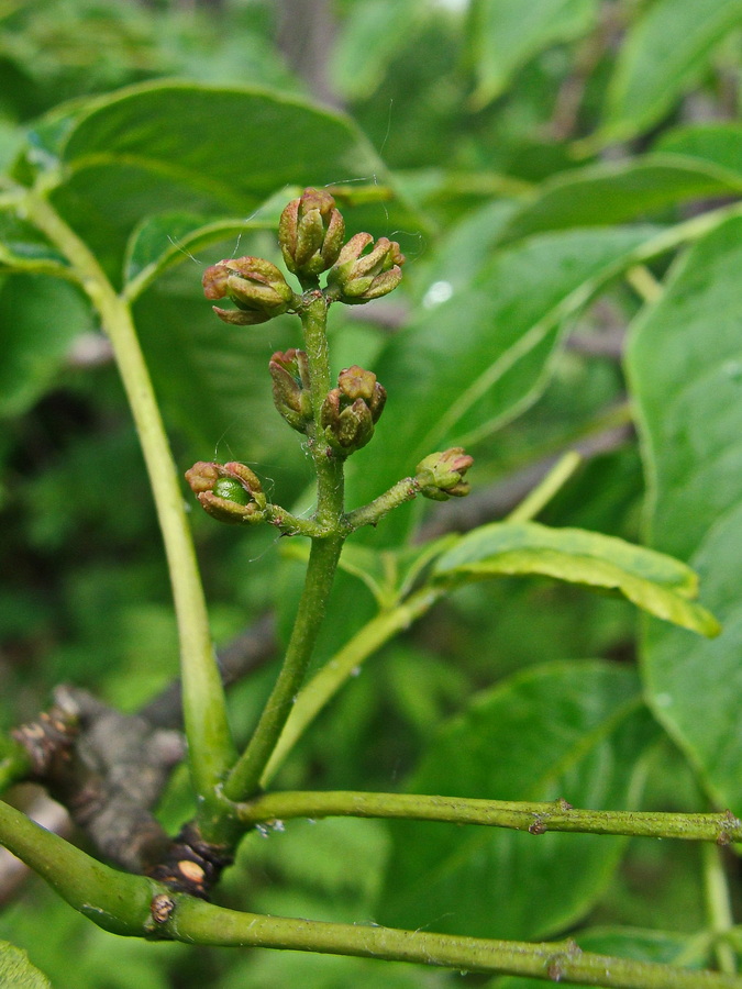 Image of Phellodendron amurense specimen.