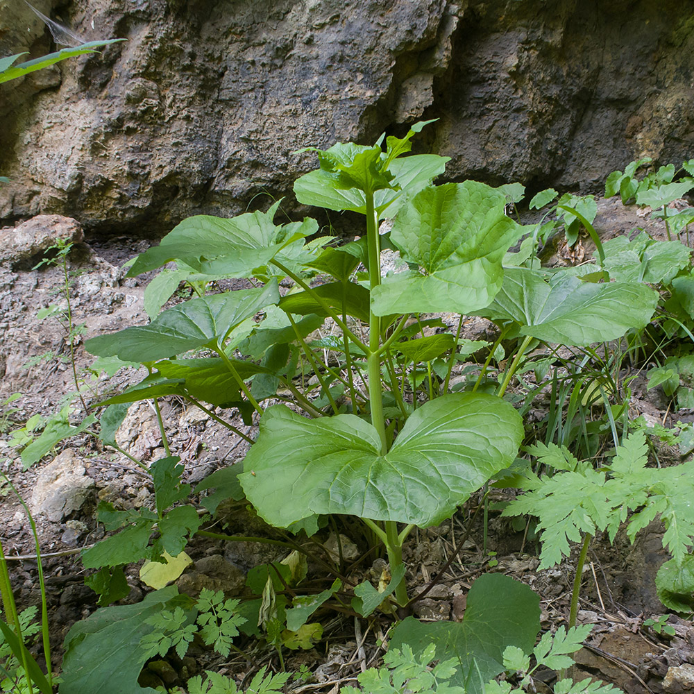 Изображение особи Valeriana alliariifolia.