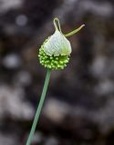 Allium atroviolaceum. Верхушка побега с распускающимся соцветием. Грузия, г. Тбилиси, каменистый склон, у подножия скалы. 10.06.2023.