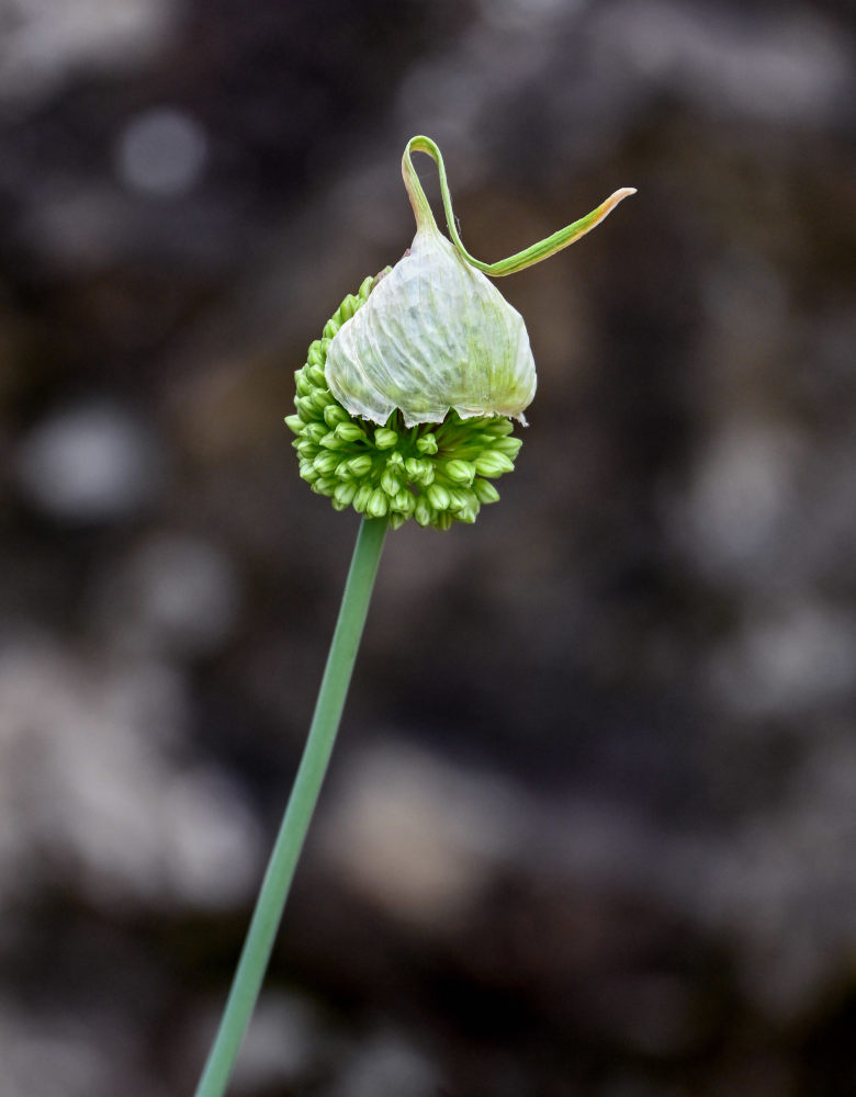 Image of Allium atroviolaceum specimen.