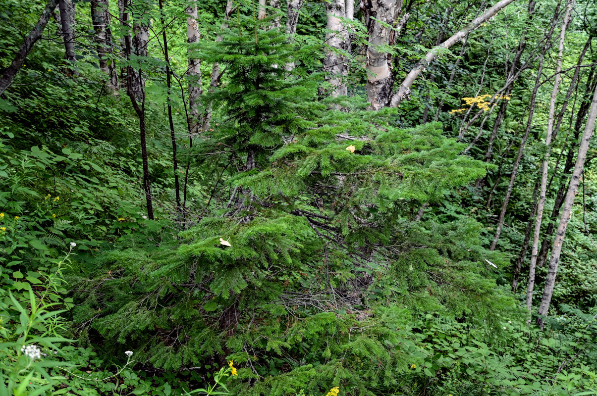 Изображение особи Abies sachalinensis.