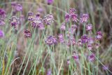 Allium globosum