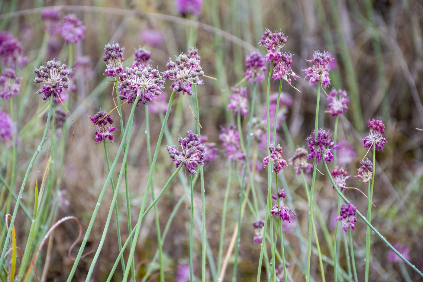 Изображение особи Allium globosum.