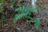 Asplenium adiantum-nigrum