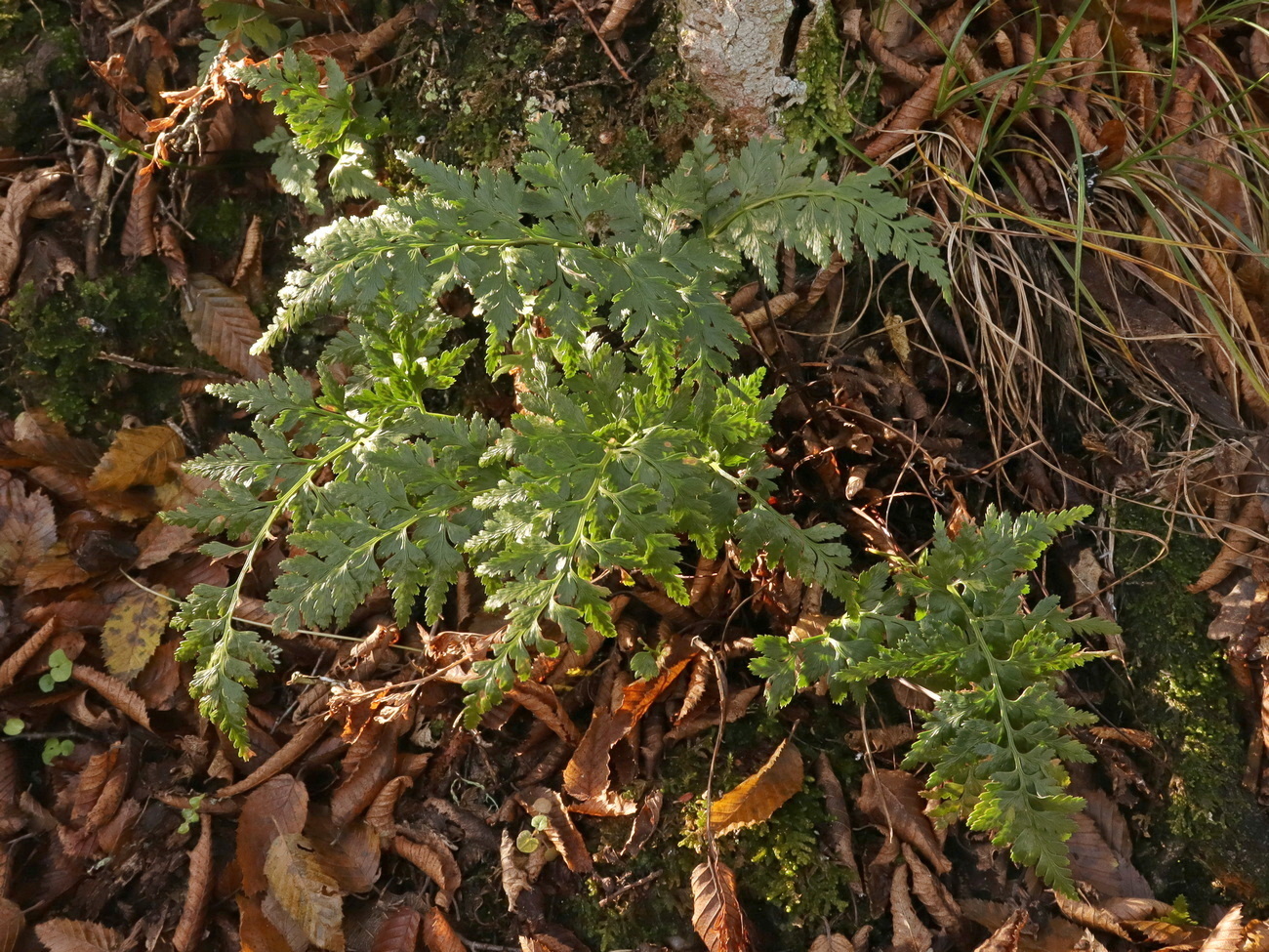 Изображение особи Asplenium adiantum-nigrum.