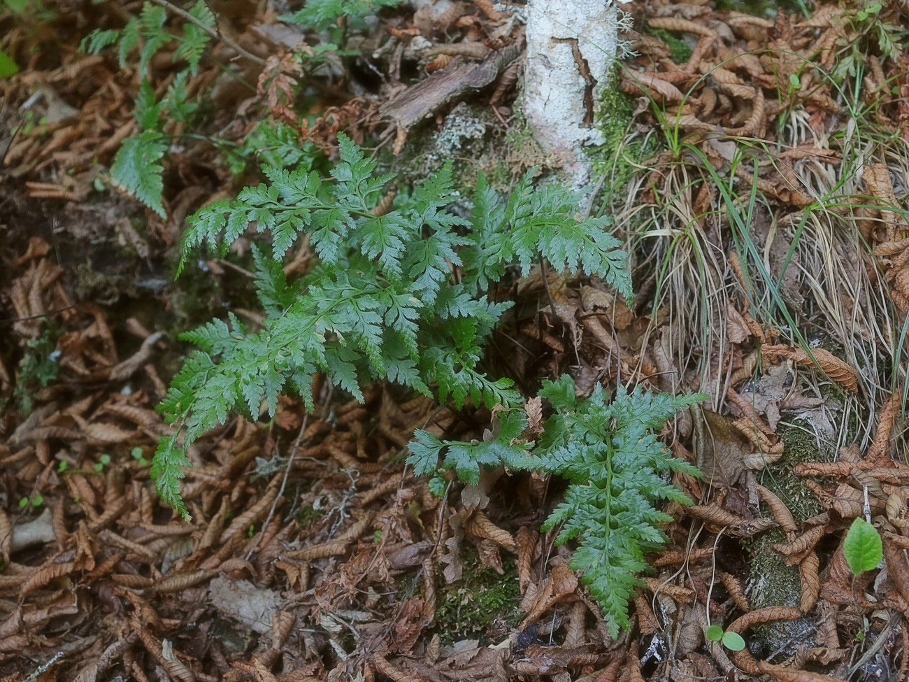 Изображение особи Asplenium adiantum-nigrum.