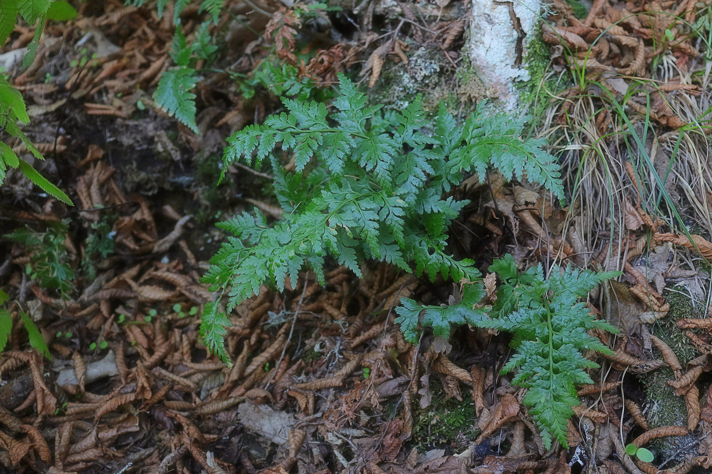 Изображение особи Asplenium adiantum-nigrum.