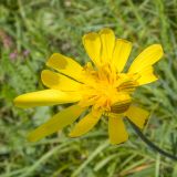 Tragopogon reticulatus. Соцветие. Карачаево-Черкесия, Зеленчукский р-н, гора Джисса, ≈ 1600 м н.у.м., субальпийский луг. 14.06.2024.