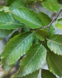 Carpinus orientalis