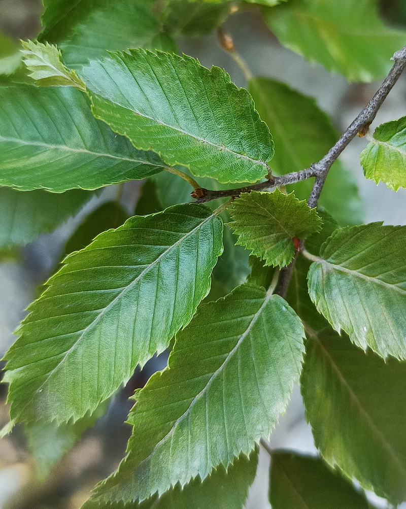 Изображение особи Carpinus betulus.