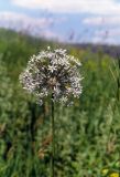 Allium decipiens