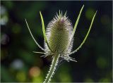 Dipsacus fullonum. Отцветающее соцветие. Московская обл., Раменский р-н, окр. дер. Хрипань, садовый участок. 05.08.2024.