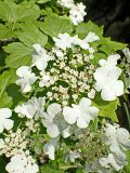 Viburnum sargentii. Соцветие. Хабаровский край, окр. г. Комсомольск-на-Амуре, дол. руч. Тёплый Ключ, опушка лиственного леса. 27.06.2024.