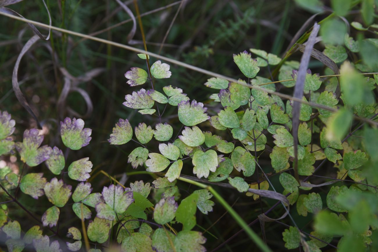 Изображение особи род Thalictrum.