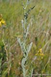 Senecio grandidentatus. Средняя часть цветущего растения. Ульяновская обл., Мелекесский р-н, пойма р. Бирля, местами заболоченный солоноватый луг. 05.08.2023.