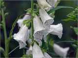 Digitalis purpurea. Часть соцветия с каплями дождя на цветках (белоцветковая форма). Московская обл., Раменский р-н, окр. дер. Хрипань, садовый участок. 15.19.2924.