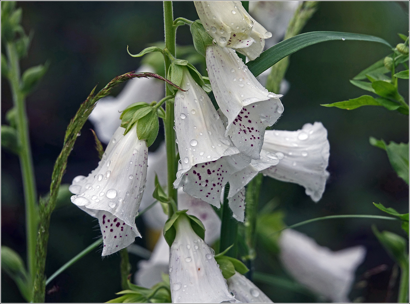 Изображение особи Digitalis purpurea.