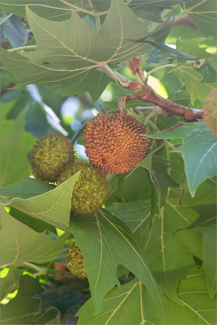 Image of Platanus &times; acerifolia specimen.