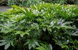 Fatsia japonica. Верхушки вегетирующих растений. Китай, провинция Хунань, окр. г. Улинъюань, в культуре. 05.06.2024.