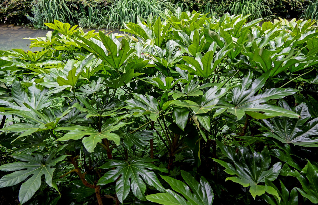 Изображение особи Fatsia japonica.