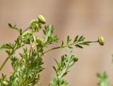 Cotula australis. Верхушки побегов с соцветиями. Испания, автономное сообщество Каталония, пров. Жирона, комарка Баш Эмпорда, муниципалитет Калонже, междурядье на оливковой плантации. 26.01.2025.