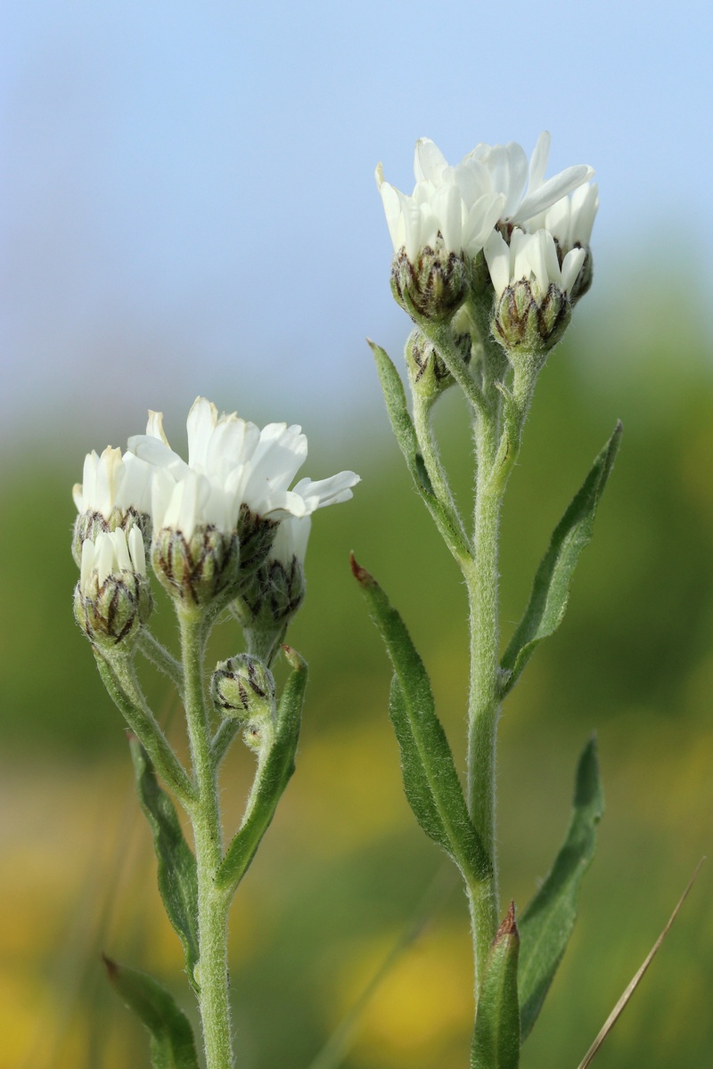 Изображение особи Achillea ptarmica.