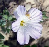 Linum lanuginosum