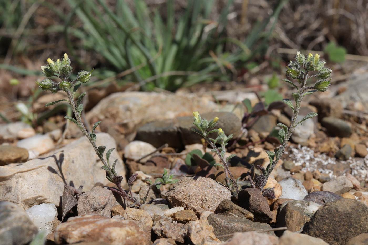 Image of Alyssum smyrnaeum specimen.